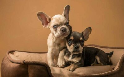 Syringomyélie chien : Maladie et espérance de vie