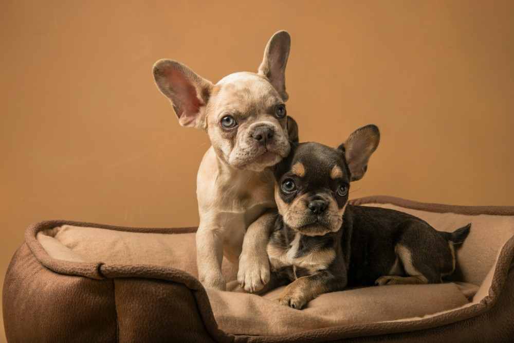 Bouledogues touchés par la malformation de chiari