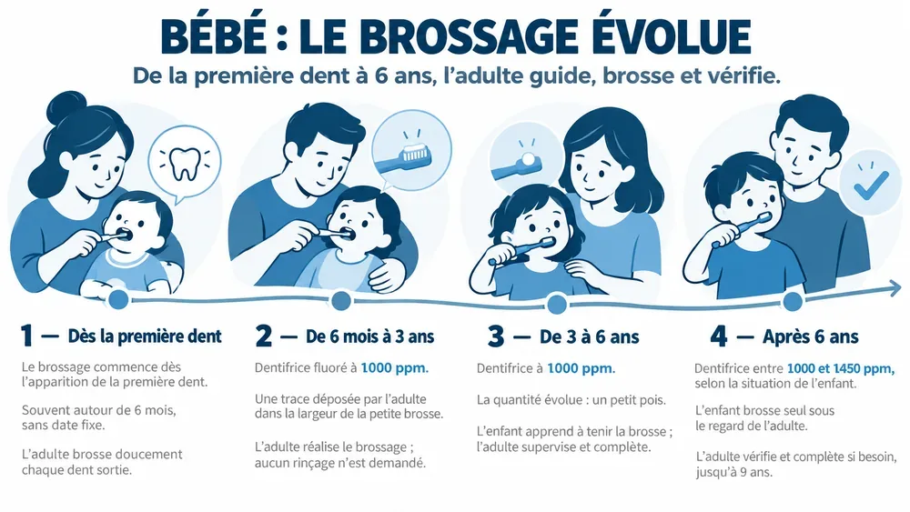 BÉBÉ : le brossage évolue. De la première dent à 6 ans, l’adulte guide, brosse et vérifie.